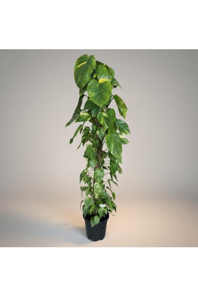 Dev Epipremnum Salon Sarmaşığı